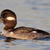 Bufflehead